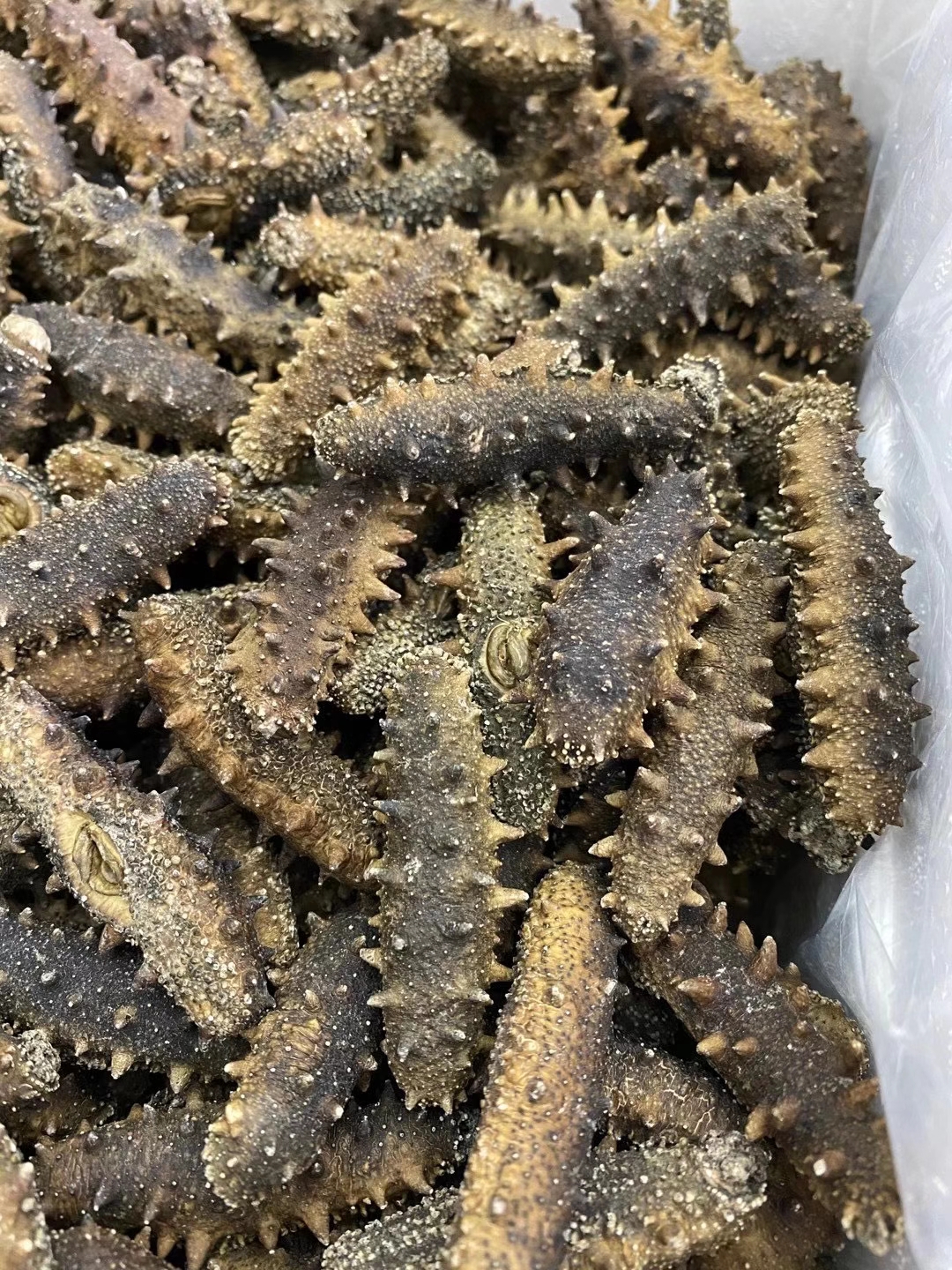 MMEXPORT 16000720881 86